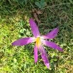 Colchicum montanum 花