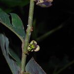 Monanthotaxis laurentii Flower