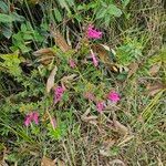 Lamourouxia virgata Hoja