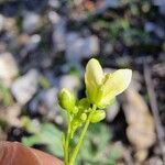 Biscutella lima Flower