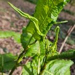 Rumex × acutus Other