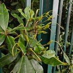 Rhododendron ponticum Frucht