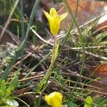 Gagea bohemica Fula