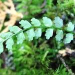 Asplenium trichomanes-ramosum অভ্যাস