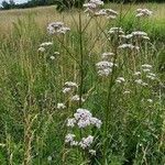 Valeriana dioica অভ্যাস