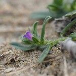 Echium arenarium Flor