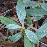 Salix lapponum Leaf