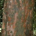 Syzygium jambos Bark