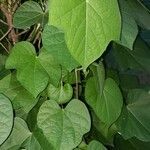 Ipomoea purpurea Leaf