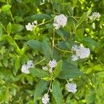 Ceanothus americanus Flower