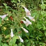 Penstemon hirsutus Λουλούδι