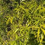Nectandra angustifolia Habitus
