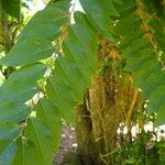 Phyllanthus acidus Leaf