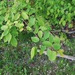 Amelanchier laevisBlad