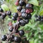 Vaccinium ovatum Fruit