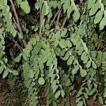 Robinia viscosa Leaf