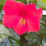 Hibiscus rosa-sinensis ফুল