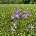 Campanula patulaFlors