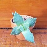 Faucaria tigrina ഇല