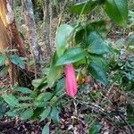 Lapageria rosea Blomst