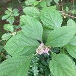 Callicarpa americanaफूल