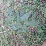 Handroanthus heptaphyllus Leaf