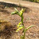 Epipactis phyllanthes Flower