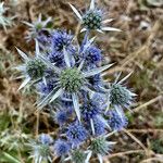 Eryngium bourgatii Hábitos