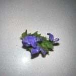 Salvia hispanica Kwiat