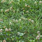 Trifolium repens叶