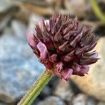 Trifolium pallescens Virág