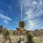 Yucca elata Habitus