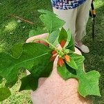 Euphorbia heterophyllaBlad