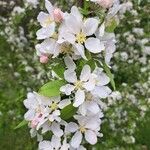 Malus spectabilisFloare