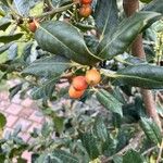 Ilex cornuta Lindl. & PaxtonFrutto