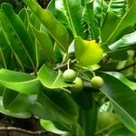 Calophyllum inophyllum Fruit