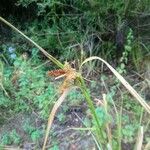 Carex pseudocyperus Fruit