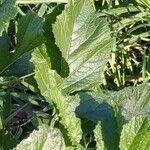 Brassica tournefortii Leaf