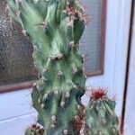 Cereus jamacaru List