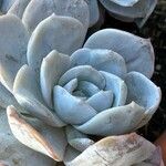 Echeveria laui Hoja