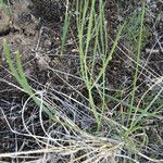 Lomatium triternatum Συνήθη χαρακτηριστικά