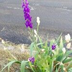 Delphinium orientale Fiore