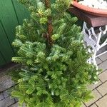 Abies koreana Blatt