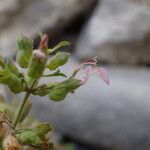 Teucrium botrys പുഷ്പം