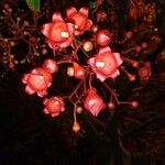 Brachychiton acerifolius Квітка