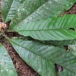 Carpotroche platyptera Leaf