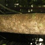 Pradosia ptychandra Bark