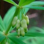 Polygonatum verticillatum 花