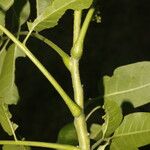 Cedrela odorata Rinde