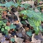 Arum italicum পাতা